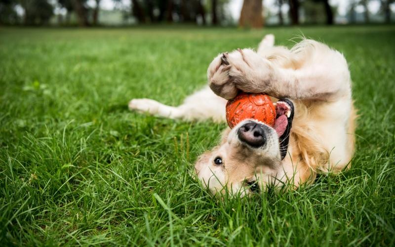 a dog lying in the grass with a ball in its mouth